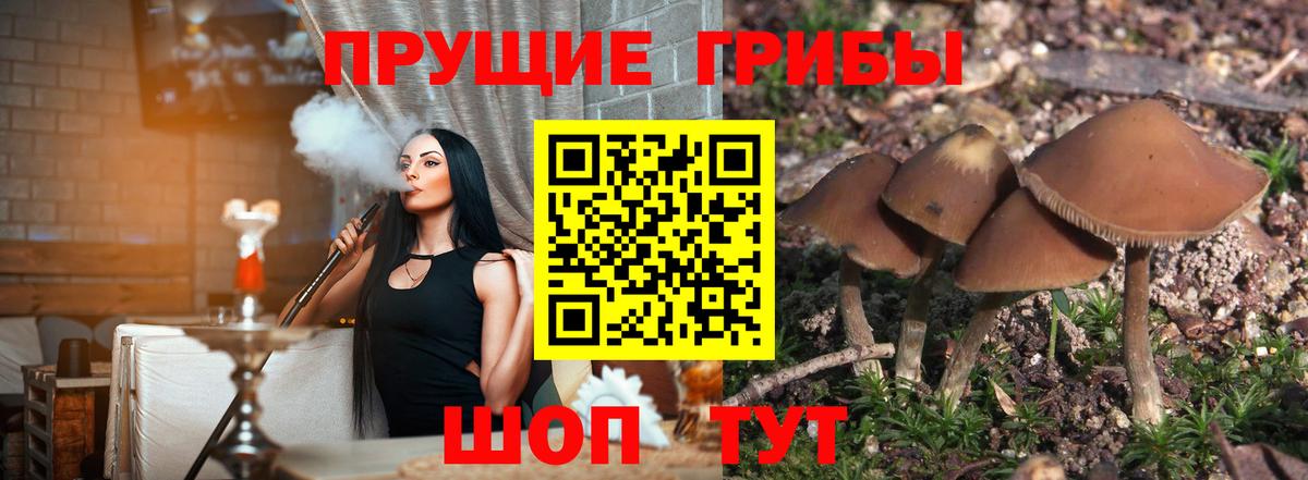 Коряжма  Псилоцибиновые грибы MAGIC MUSHROOMS  Вход с VPN 